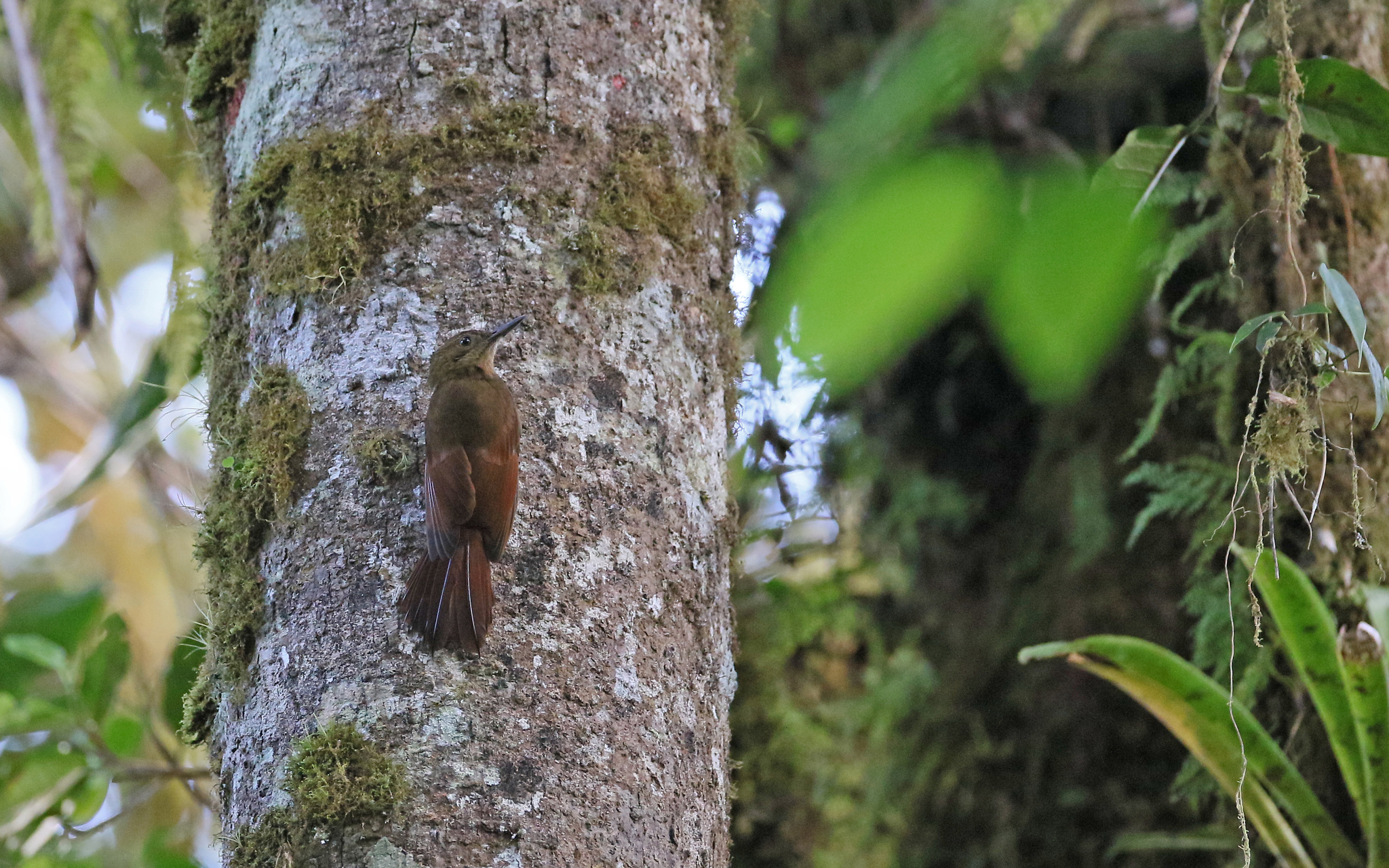 Tyrannine Woodcreeper (Dendrocincla tyrannina), photo 4