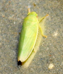 Gyponana angulata