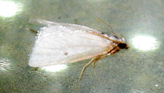 Leptosteges vestaliella