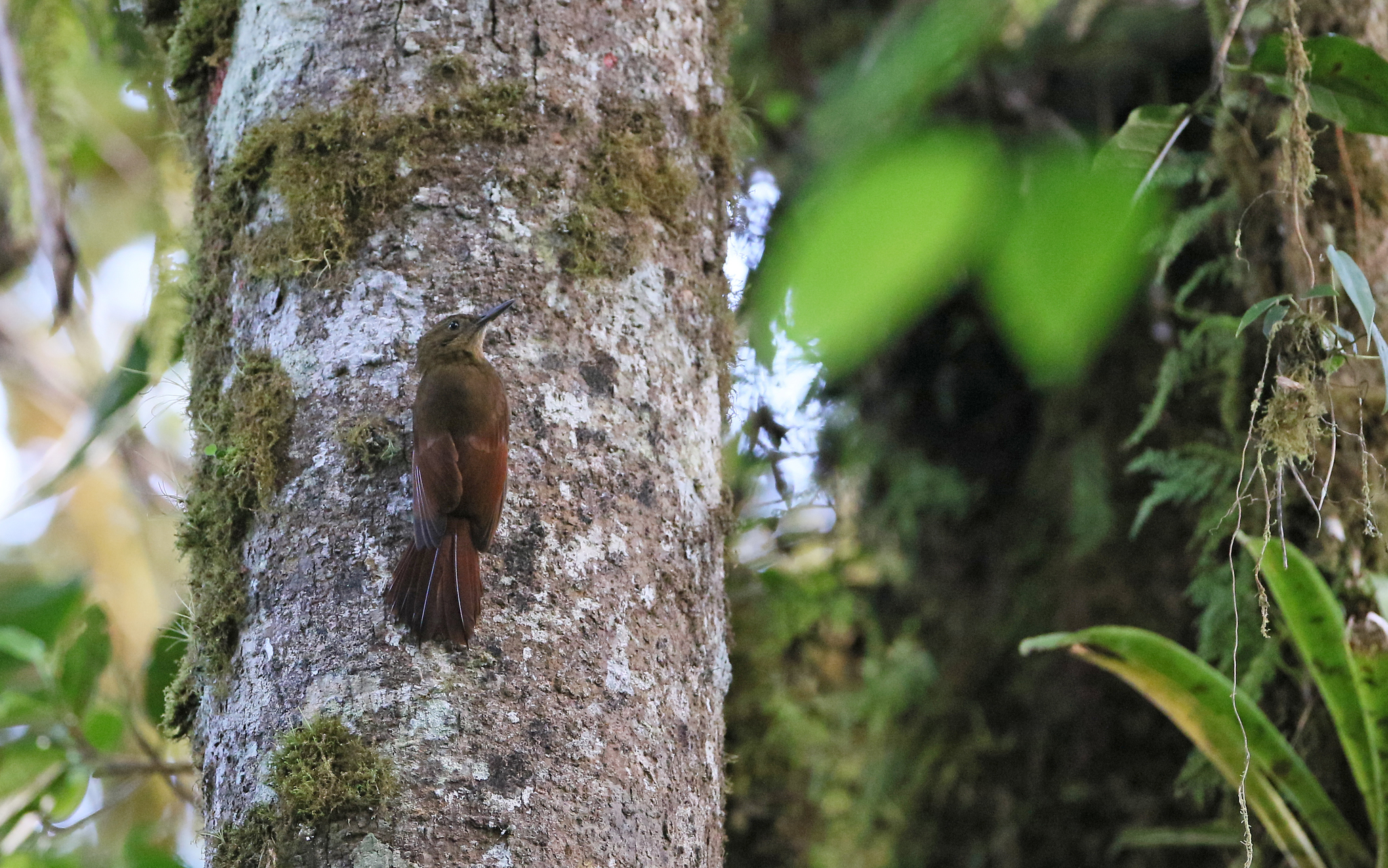 Tyrannine Woodcreeper (Dendrocincla tyrannina), photo 5