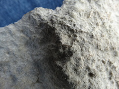 Allocaeculus
