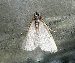 Leptosteges vestaliella