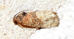 Ecdytolopha mana