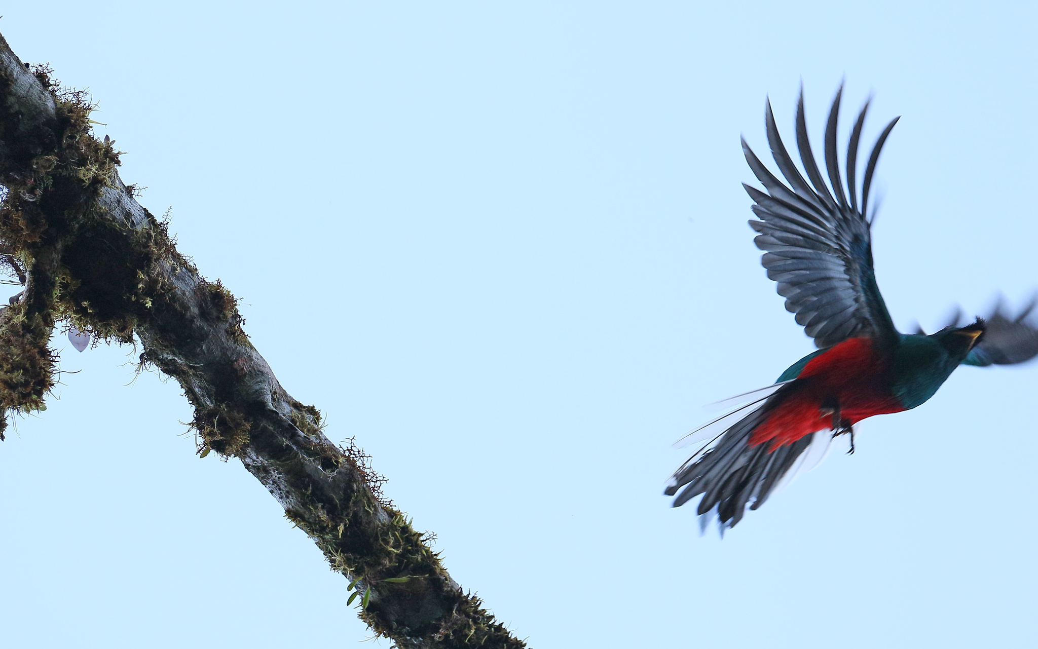 Crested Quetzal (Pharomachrus antisianus), photo 9