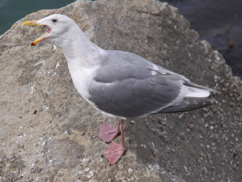 Glaucous-winged Gull, photo 6 of 9