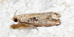 Epiblema chromata