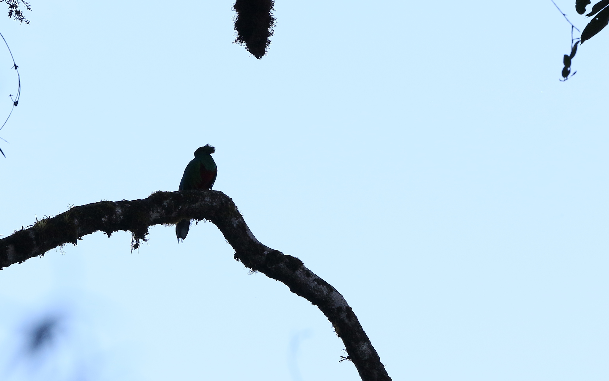 Crested Quetzal (Pharomachrus antisianus), photo 10