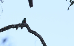 Pharomachrus antisianus