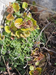 Teucrium pyrenaicum