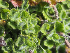 Teucrium pyrenaicum