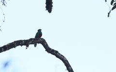 Pharomachrus antisianus