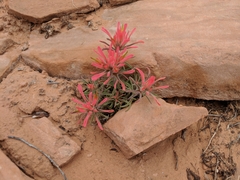 Castilleja scabrida