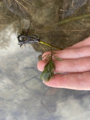 Myriophyllum triphyllum