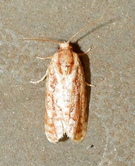 Choristoneura houstonana