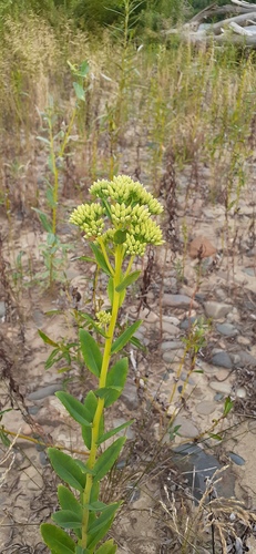 Hylotelephium pallescens (Hylotelephium pallescens)