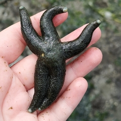 Evasterias troschelii