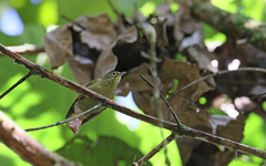 Anabacerthia striaticollis