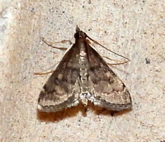 Steniodes declivalis