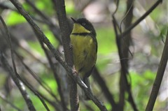 Apalis flavigularis