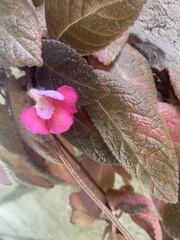 Chrysothemis pulchella