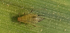 Sitobion fragariae