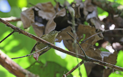 Anabacerthia striaticollis