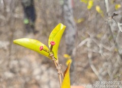 Cordiera rigida