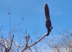 Pseudobombax parvifolium