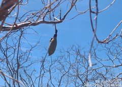 Pseudobombax parvifolium