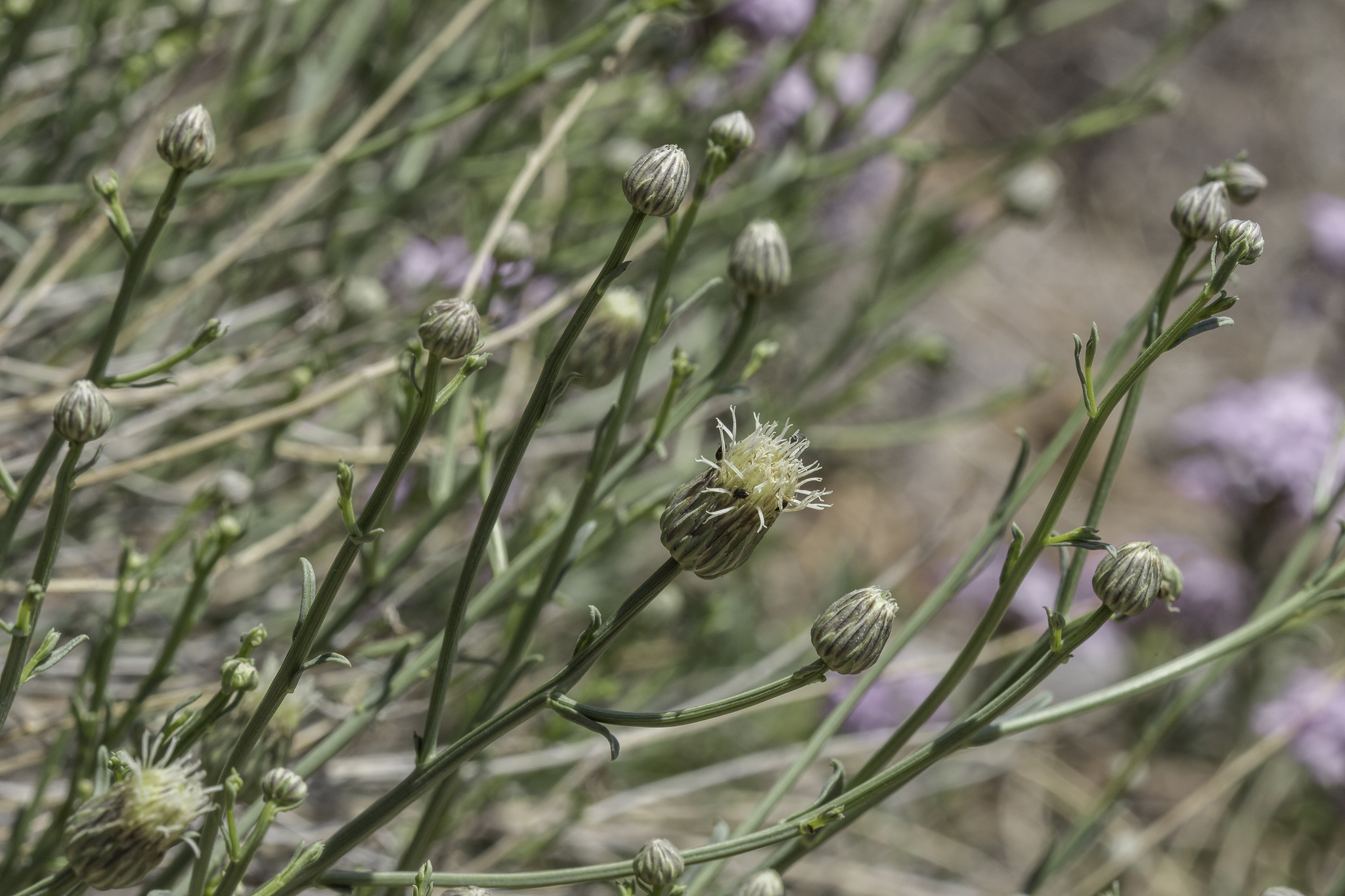 Baccharis wrightii