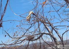 Pseudobombax parvifolium