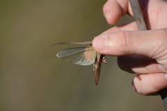 Locusta migratoria cinerascens