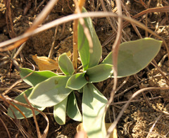 Eustoma russellianum