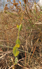 Eustoma russellianum