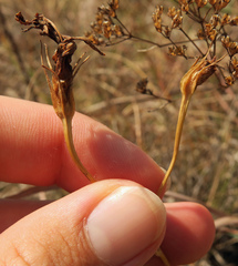 Eustoma russellianum