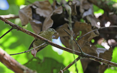 Anabacerthia striaticollis