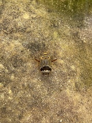 Thermonectus nigrofasciatus