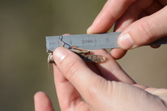 Locusta migratoria cinerascens