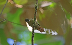 Anabacerthia striaticollis