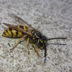 Vespula vulgaris