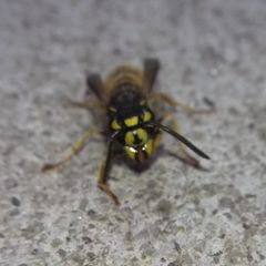 Vespula vulgaris