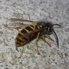 Vespula vulgaris