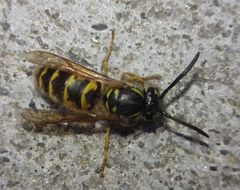 Vespula vulgaris