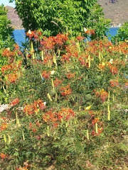 Caesalpinia pulcherrima