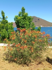Caesalpinia pulcherrima