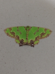 Agathia hemithearia
