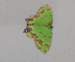 Agathia hemithearia