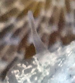 Corambe steinbergae