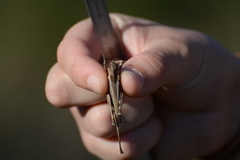 Locusta migratoria cinerascens