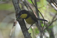 Apalis flavigularis